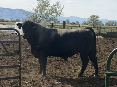 Angus Bull