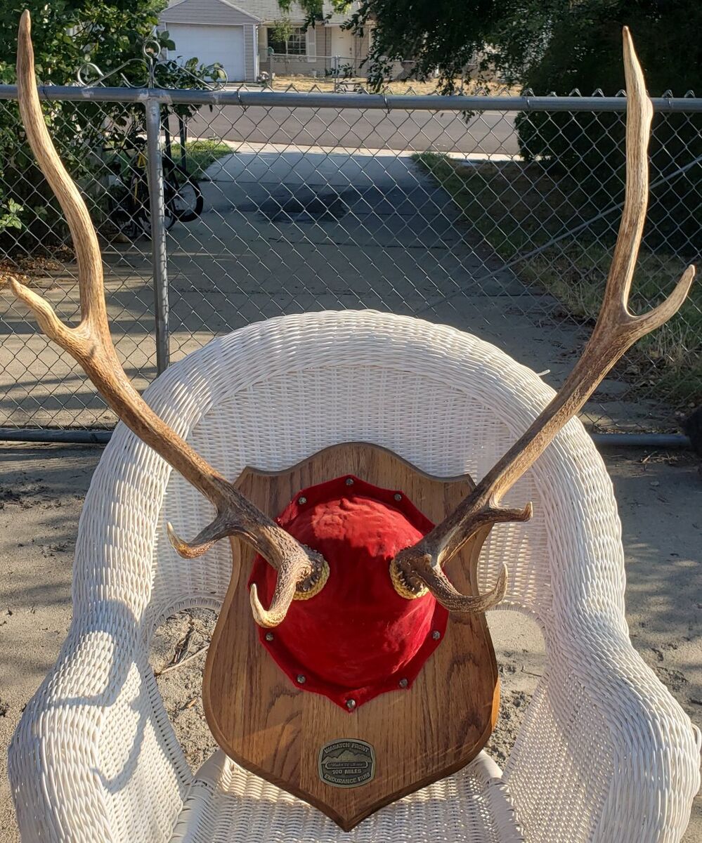 ELK ANTLERS TAXIDERMY WALL HANGING