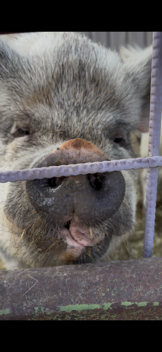 Boar