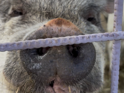 Boar