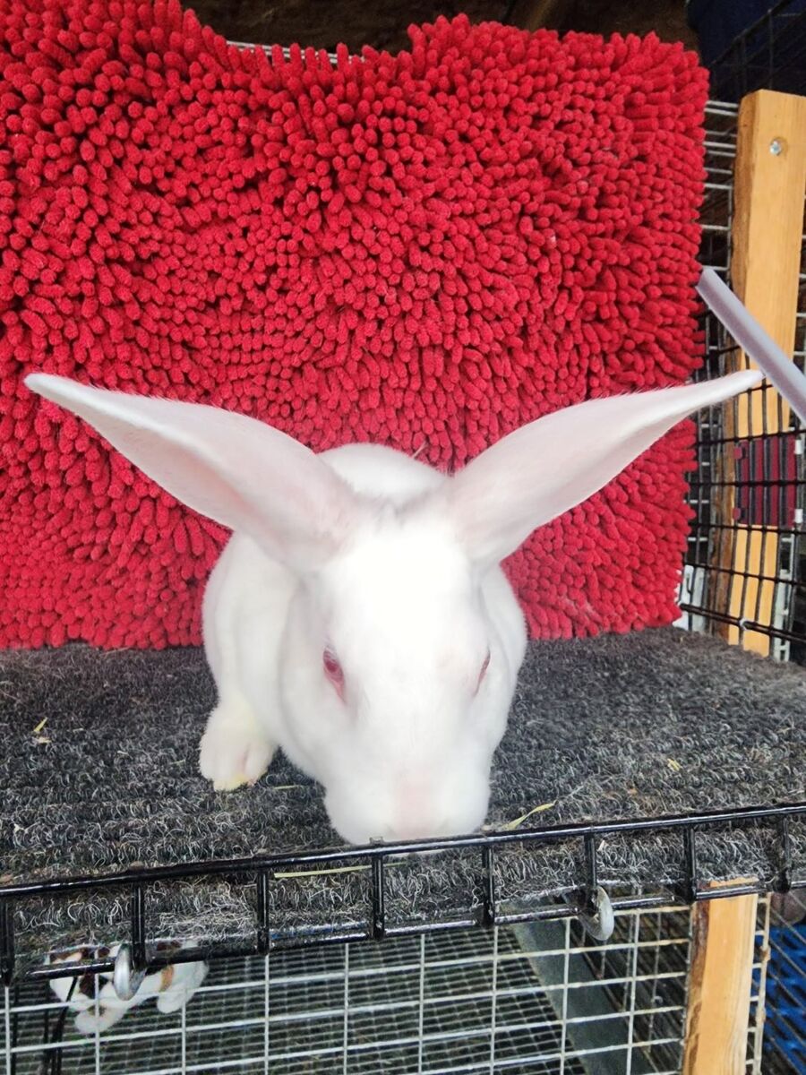 Purebred Standard REW Rex Buck