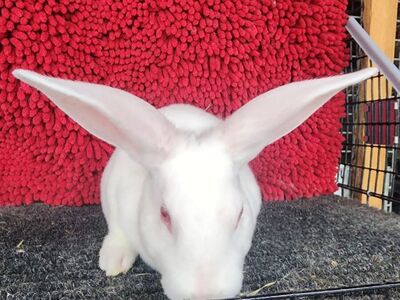 Purebred Standard REW Rex Buck