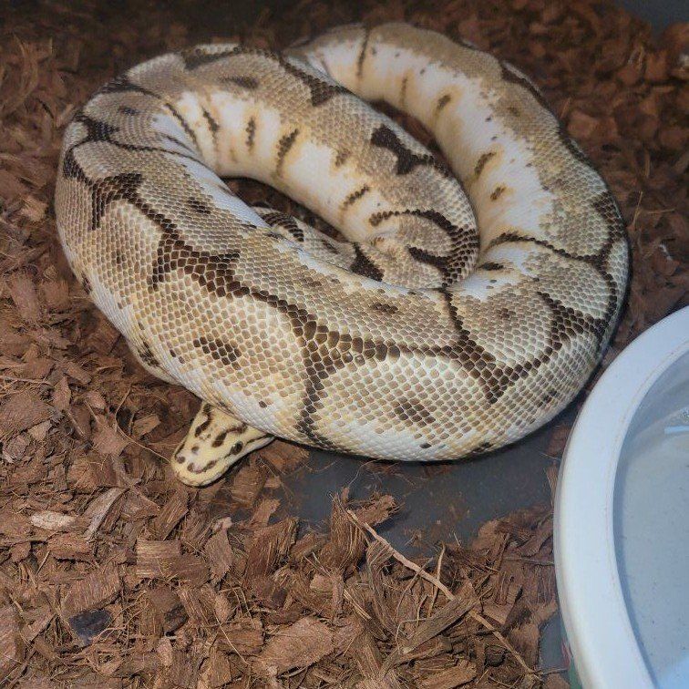 Ball python