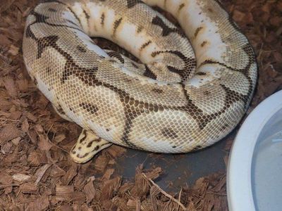 Ball python