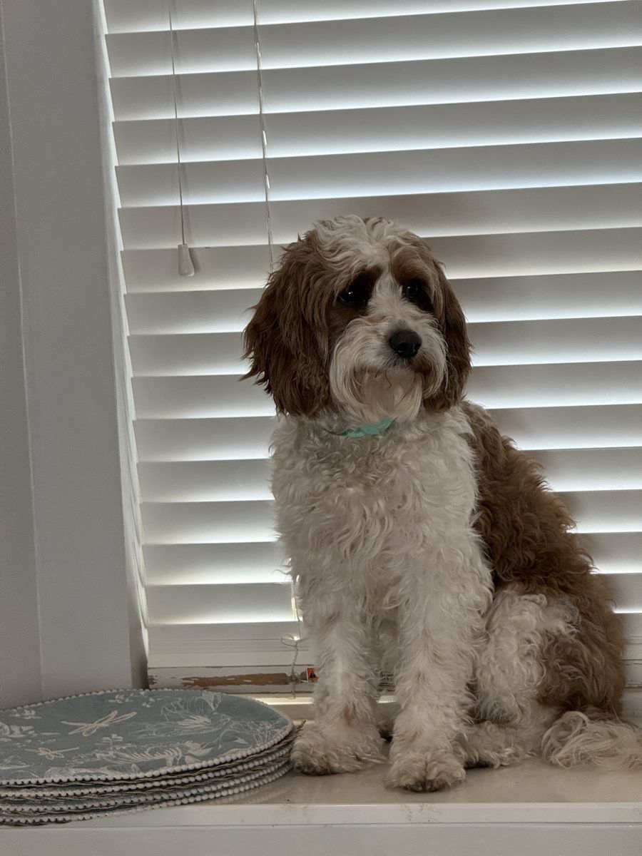 Female adult Cavapoo
