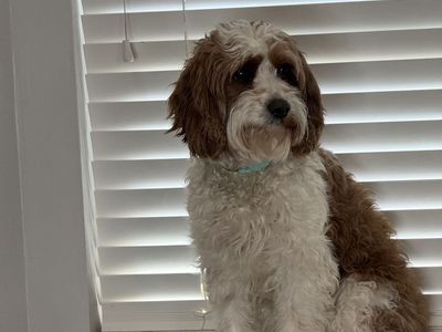 Female adult Cavapoo