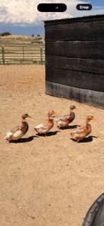 Ducks / chickens/ Guineas for Sale - Farm Raised