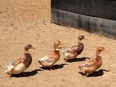 Ducks / chickens/ Guineas for Sale - Farm Raised