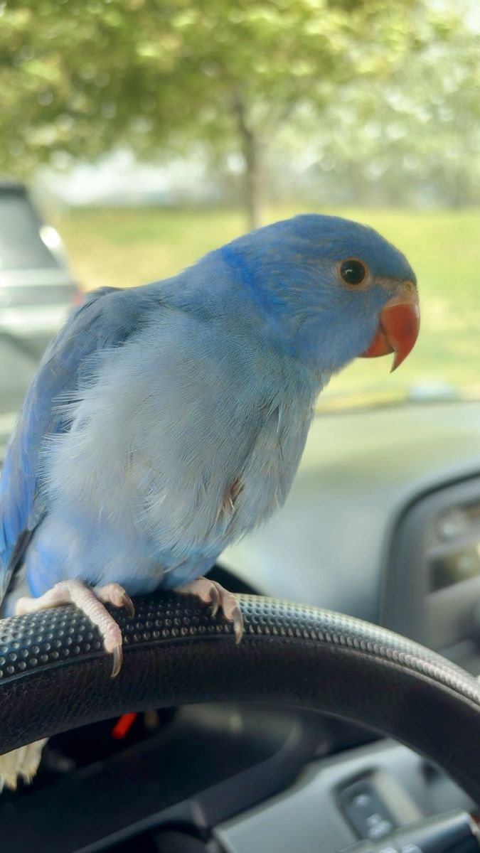 Beautiful baby Indian Ringneck, almost 2 months ol