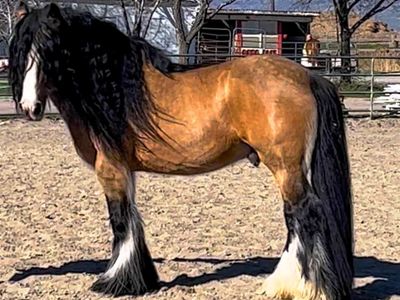 Gypsy Stallion Stud Service