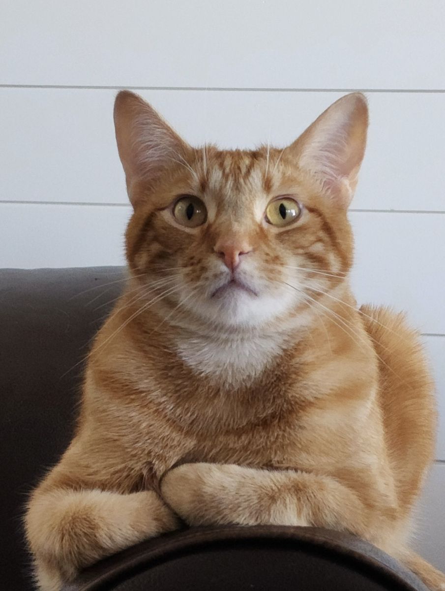 Sweet, Cuddly & Friendly 5-Year-Old Ginger Cat Needs a Loving Home