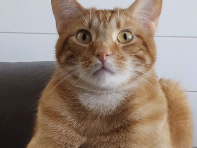 Sweet, Cuddly & Friendly 5-Year-Old Ginger Cat Needs a Loving Home