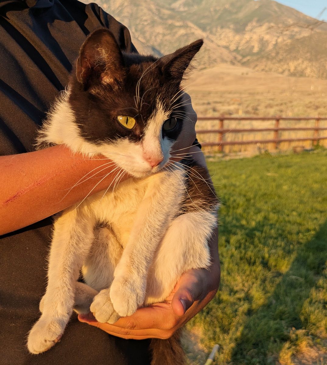 Bi-Color American Short Hair Cat. Great Mouser!