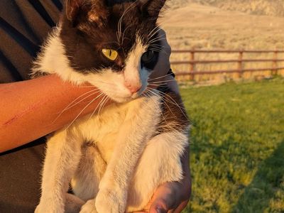 Bi-Color American Short Hair Cat. Great Mouser!