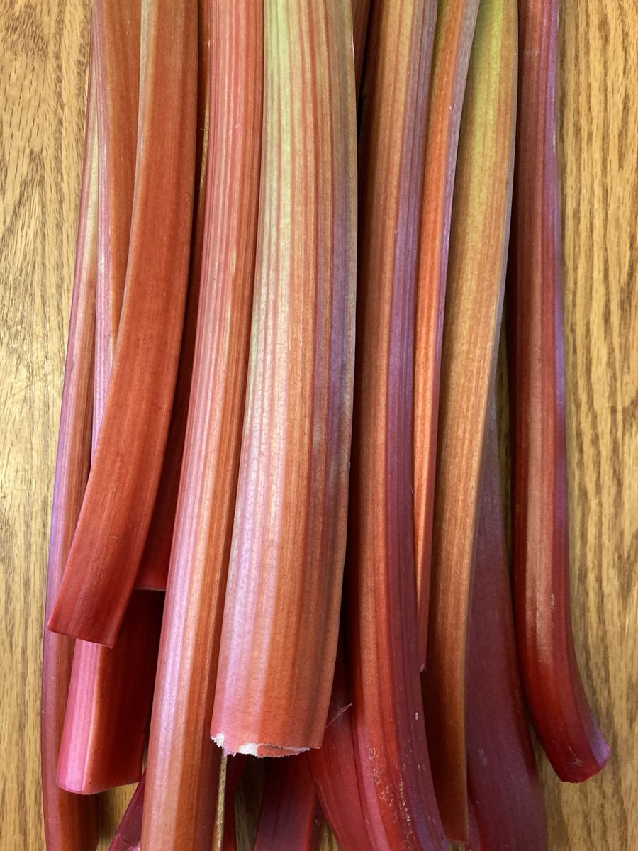 Organic Rhubarb Stalks - Vibrant Red & Green, Ready for Baking/Cooking. Will pick per order.