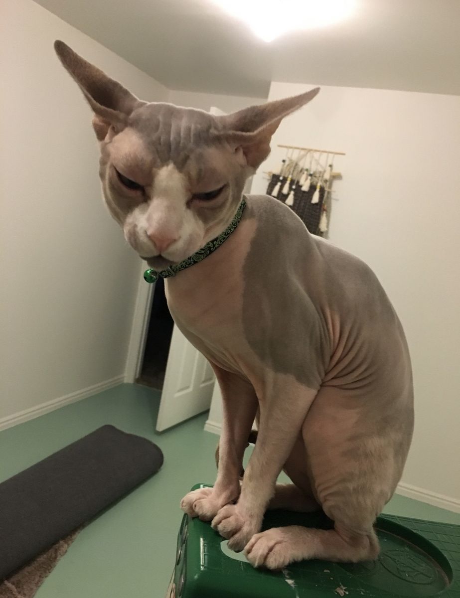 2 male adult sphinx cats