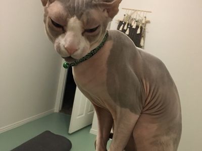 2 male adult sphinx cats