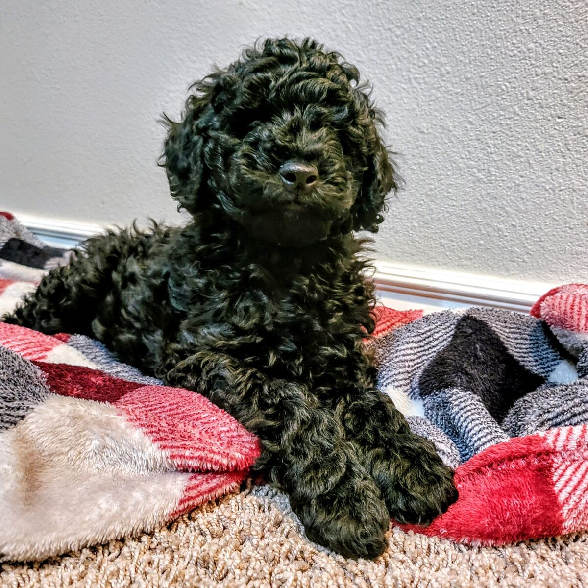 Mini Goldendoodle Puppies PRICE REDUCED!