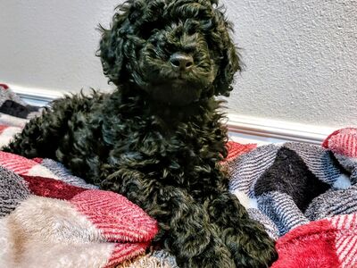 Mini Goldendoodle Puppies PRICE REDUCED!
