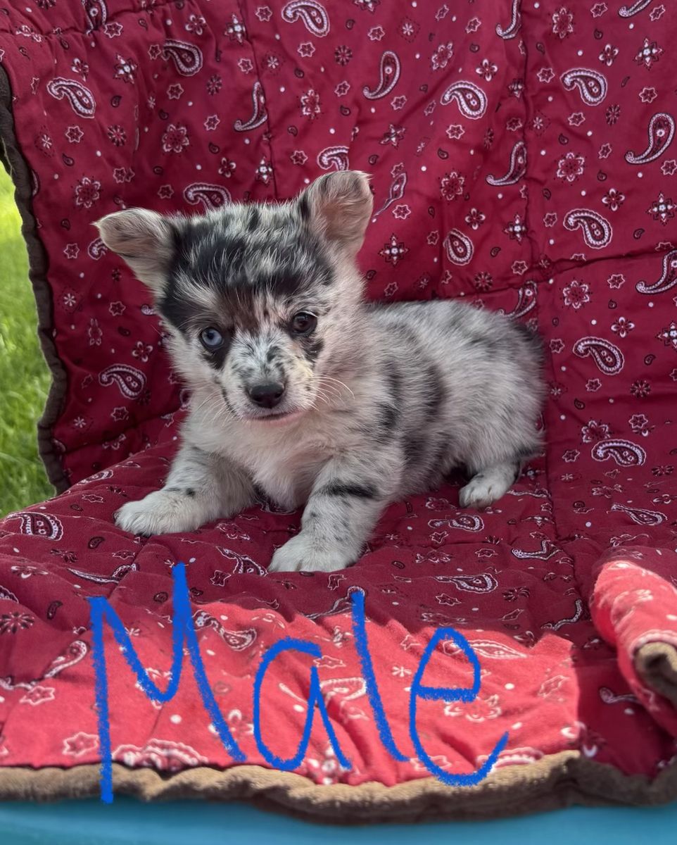 Corgi Puppies