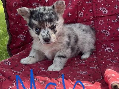 Corgi Puppies