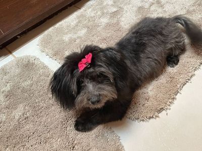 Havachon 1/2 Bichon 1/2 Havanese