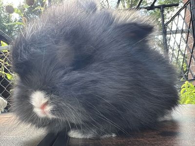 VM black English Angora buck