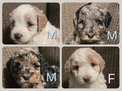 Mini Bernedoodle Puppies