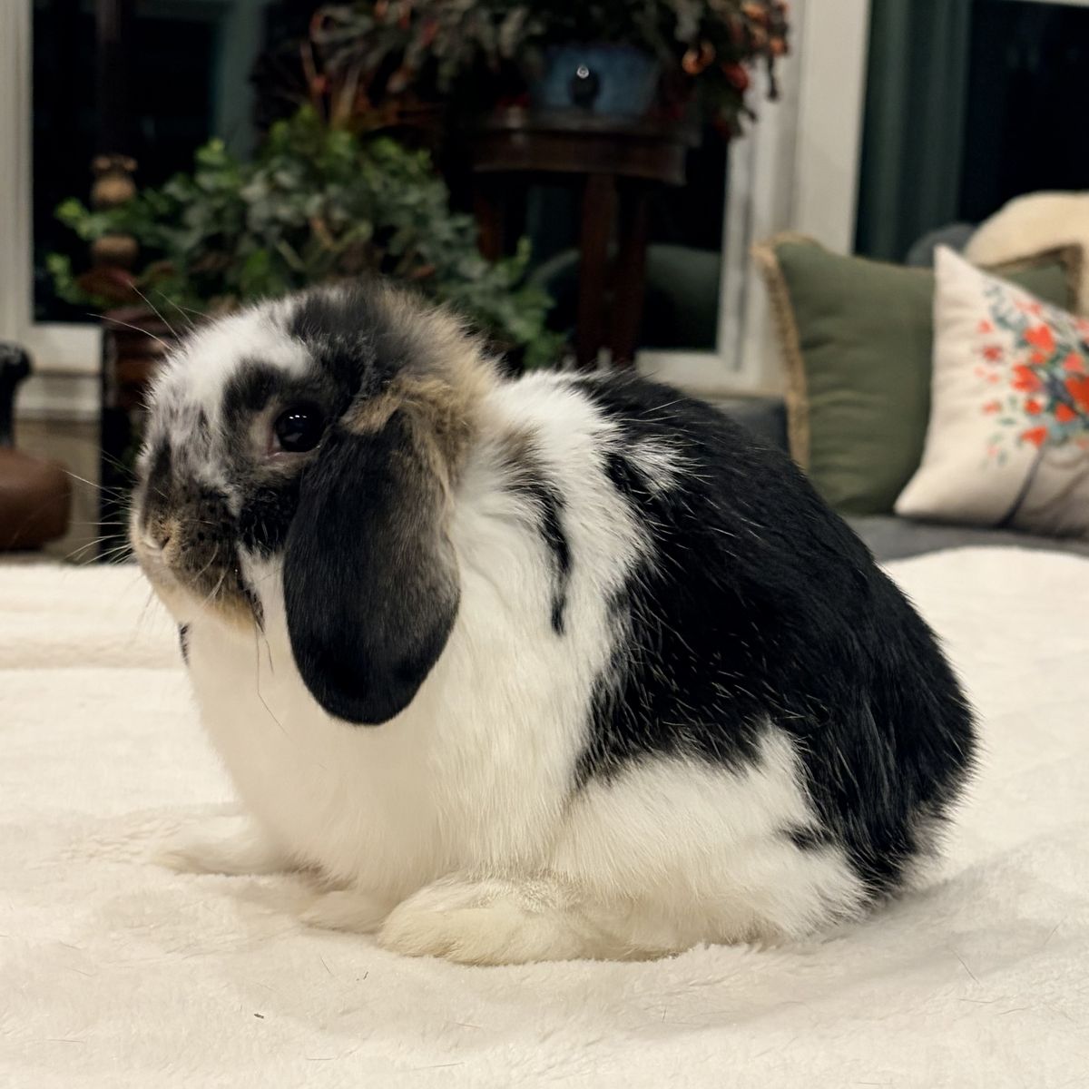 Holland Lop bunny