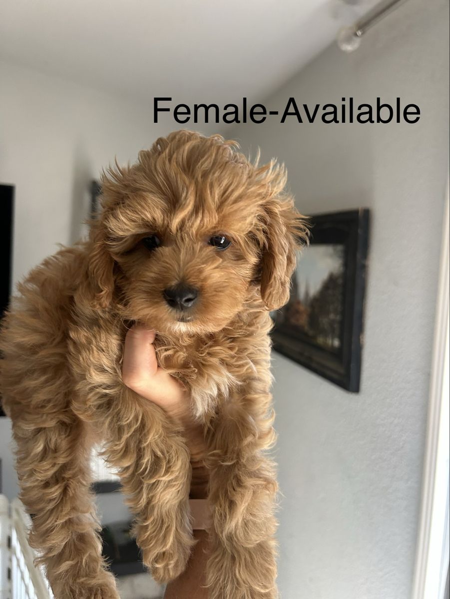 Golden Cavapoo puppies Male and female