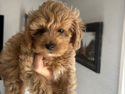 Golden Cavapoo puppies Male and female