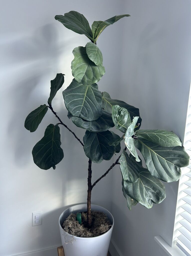 Real Fiddle Leaf Fig Tree