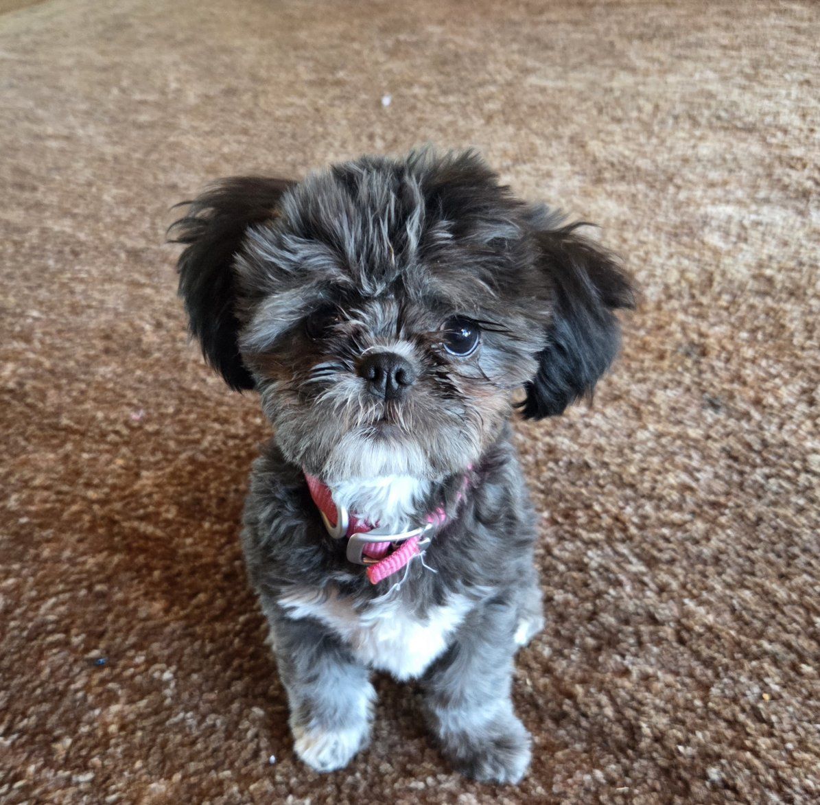 adorable puppy