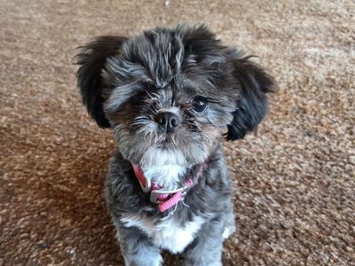 adorable puppy