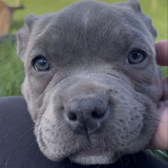 American Pitbull Puppies