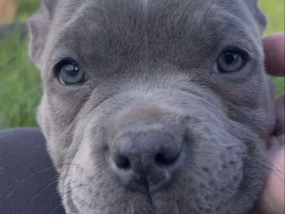 American Pitbull Puppies