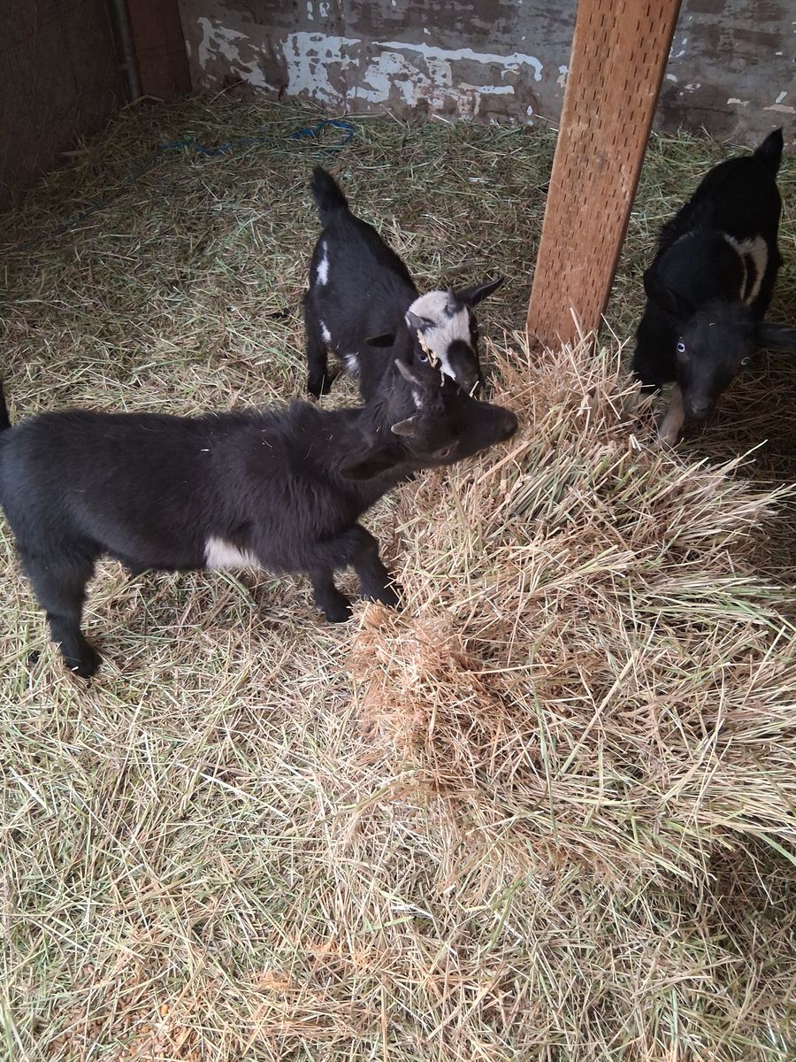 Nigerian dwarf babies