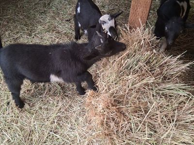 Nigerian dwarf babies