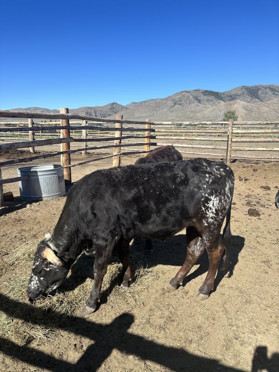 Roping steers