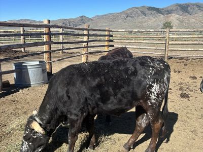 Roping steers
