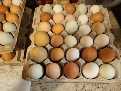 Free Range Chicken Eggs for Sale