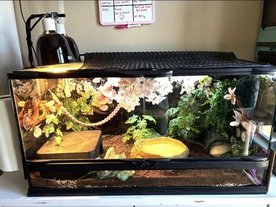 Zoo Med 40 Gallon Front Opening Reptile Terrarium Enclosure with Lighting & Accessories