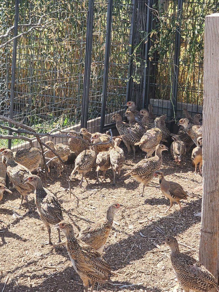 Pheasants - Flight pen ready