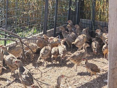 Pheasants - Flight pen ready