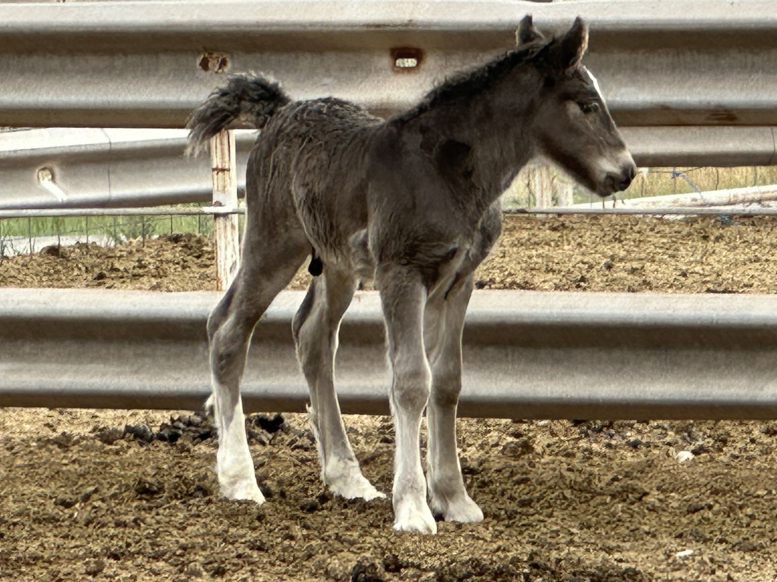 Gypsy Vanner Colt