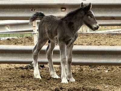 Gypsy Vanner Colt
