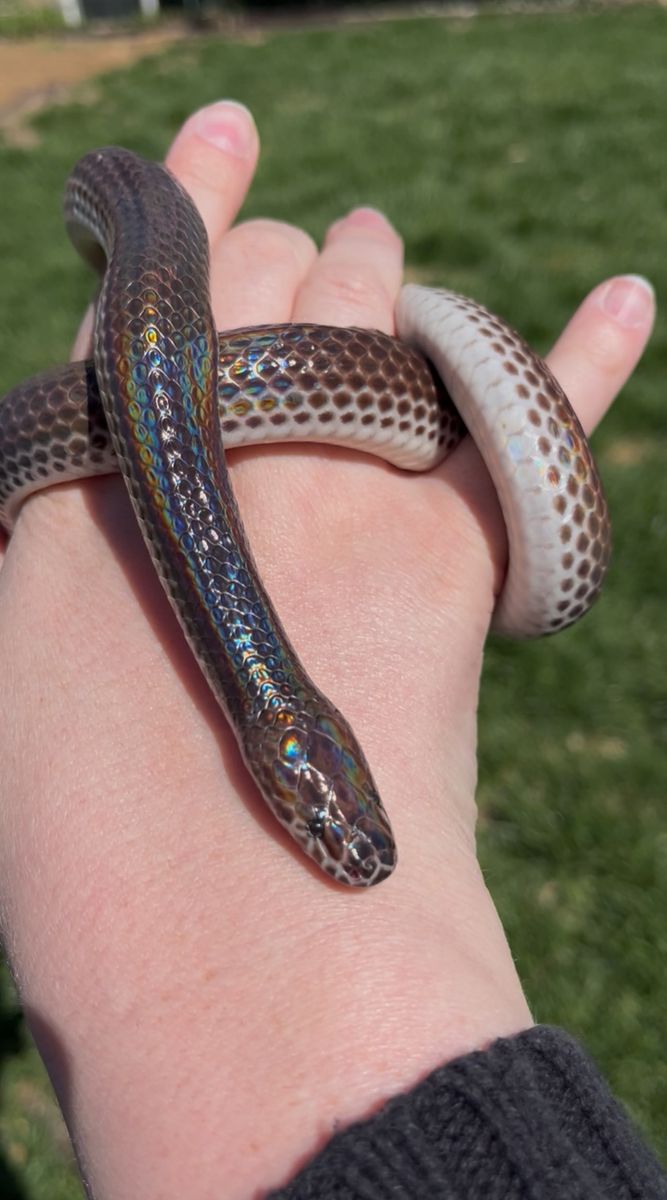 Female Sunbeam Snake