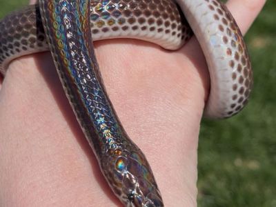 Female Sunbeam Snake