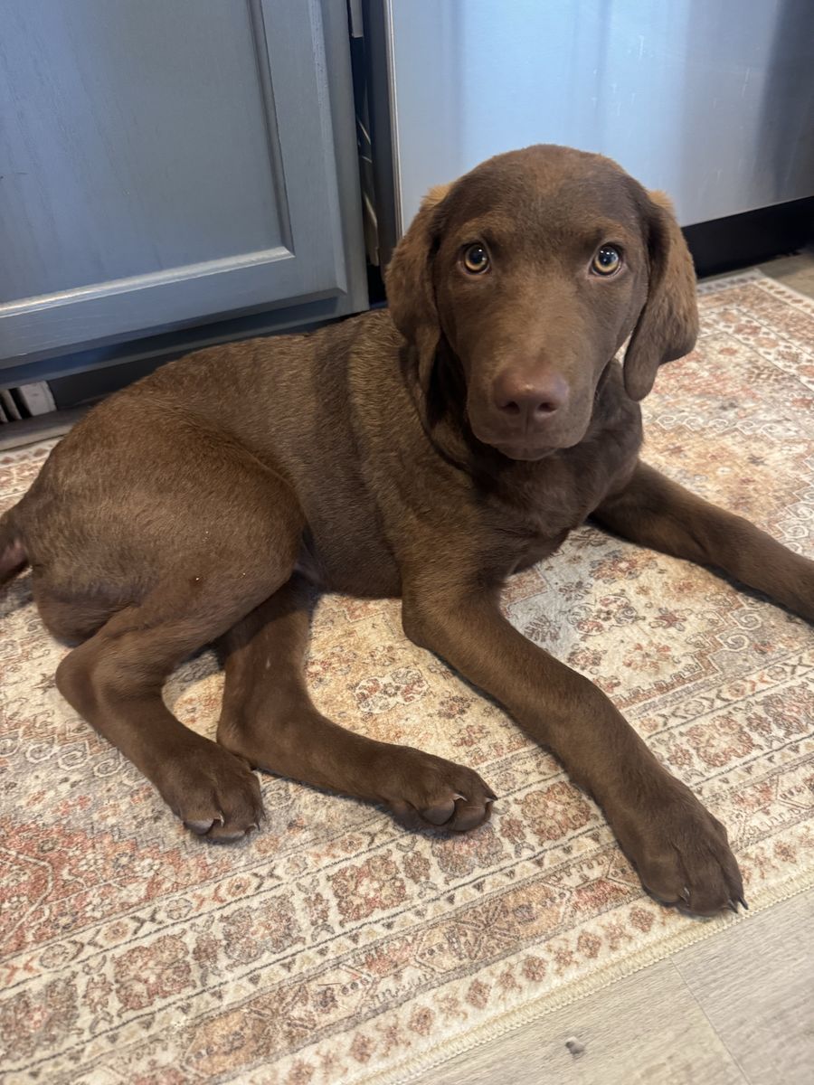 Chesapeake Bay Retriever - Adorable & Playful, Ready for a Loving Home!