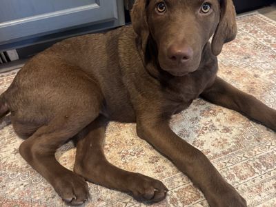 Chesapeake Bay Retriever - Adorable & Playful, Ready for a Loving Home!